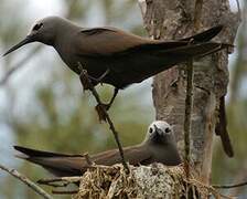 Lesser Noddy