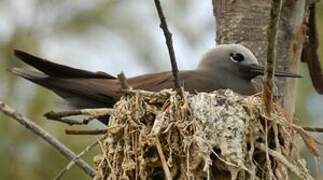 Lesser Noddy