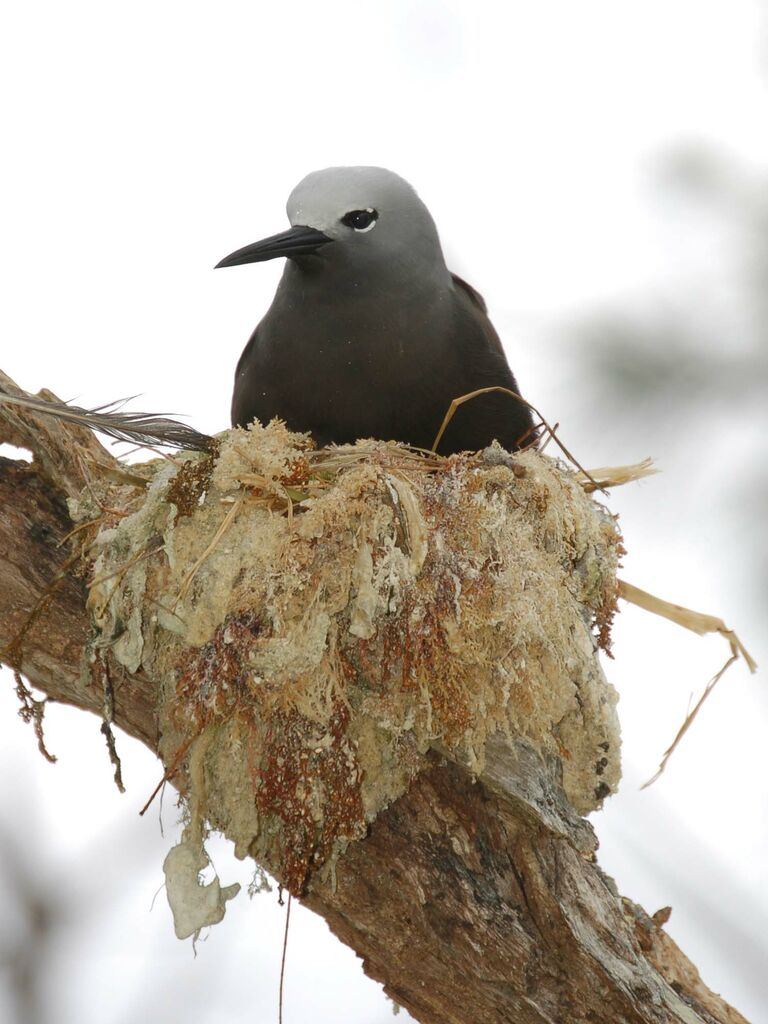 Lesser Noddy