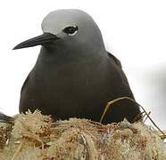 Lesser Noddy