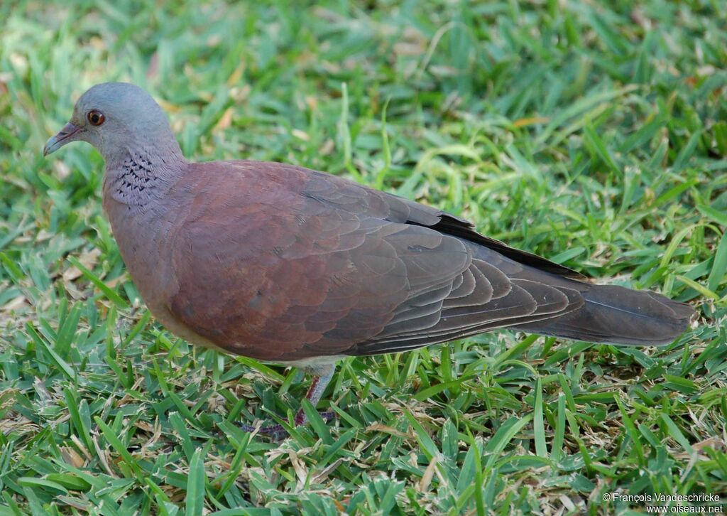 Malagasy Turtle Doveadult