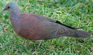 Malagasy Turtle Dove