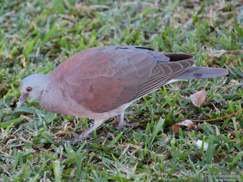 Malagasy Turtle Doveadult