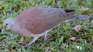 Malagasy Turtle Dove