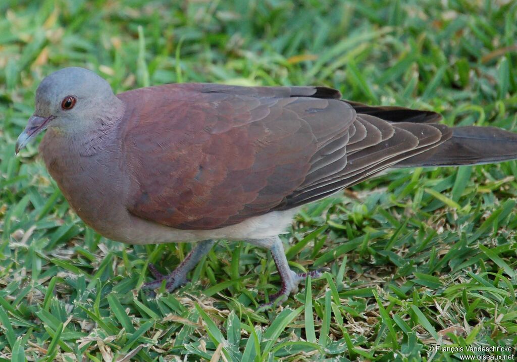 Pigeon de Madagascaradulte