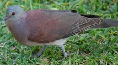 Pigeon de Madagascar