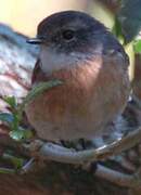 Reunion Stonechat