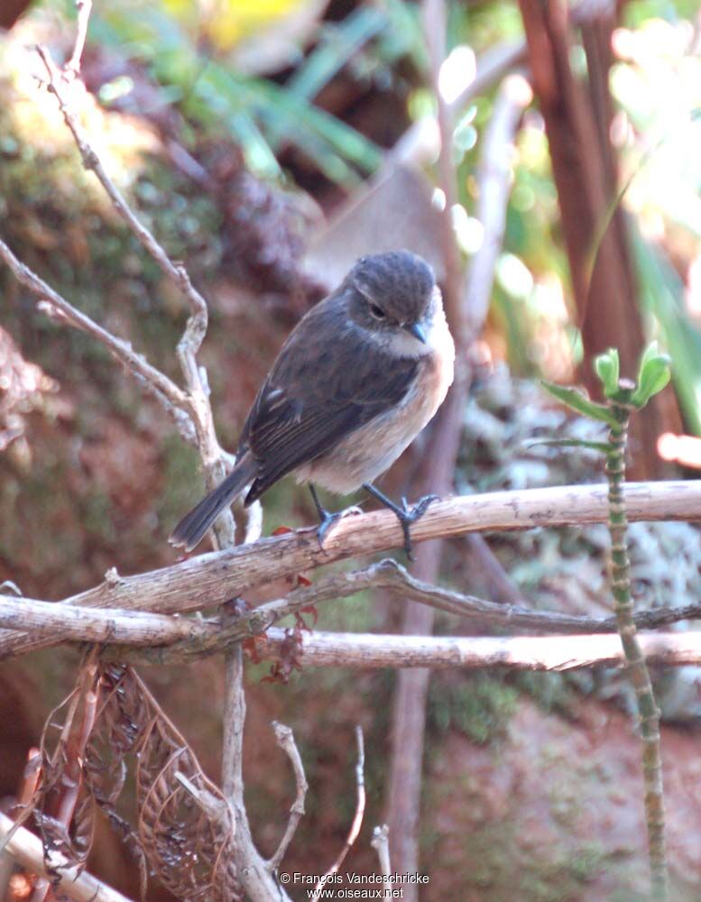 Reunion Stonechat female