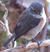 Reunion Stonechat