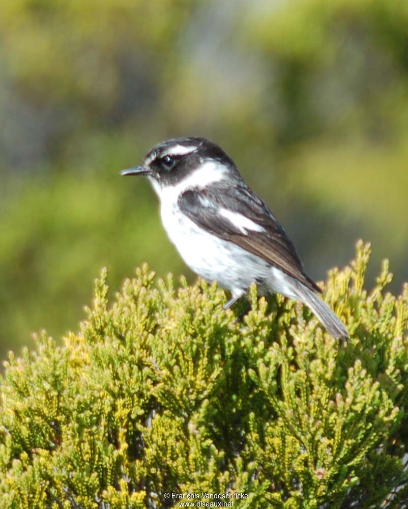 Reunion Stonechat male