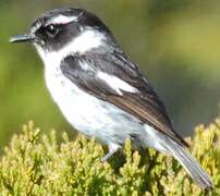 Reunion Stonechat