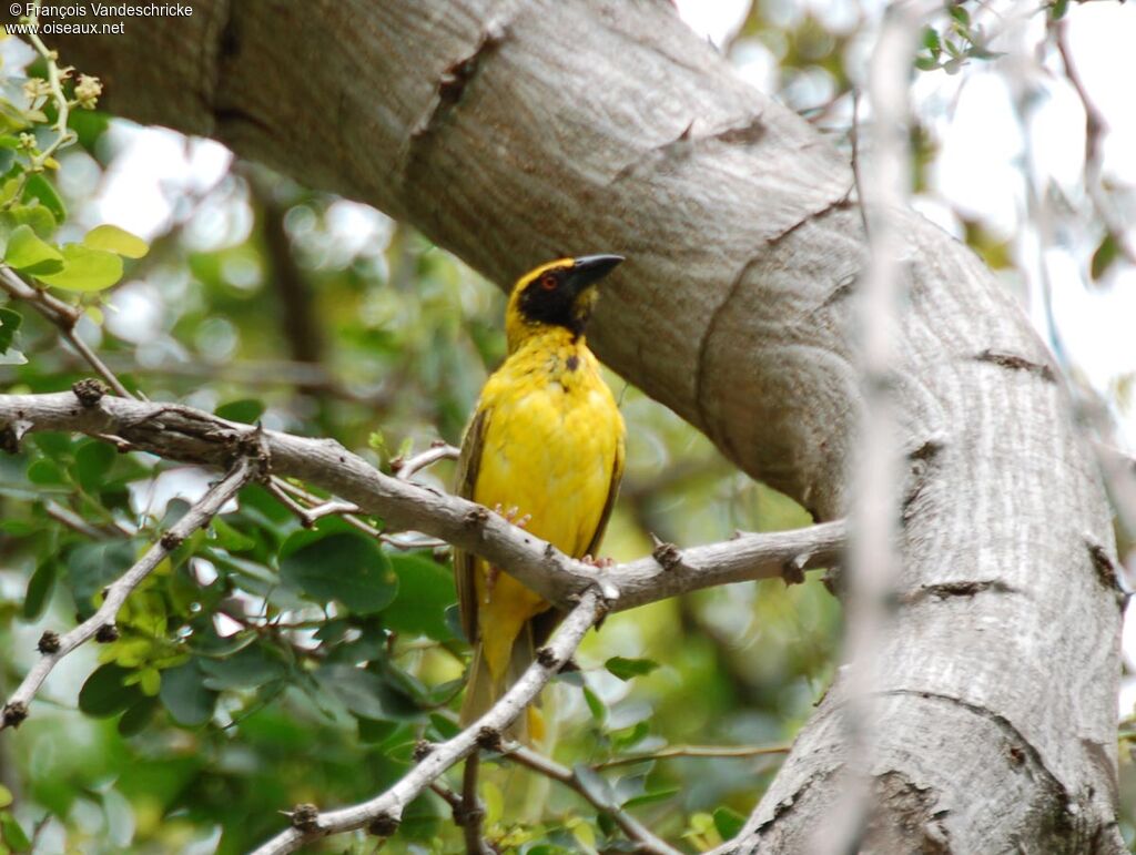 Village Weaver male