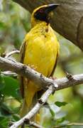 Village Weaver