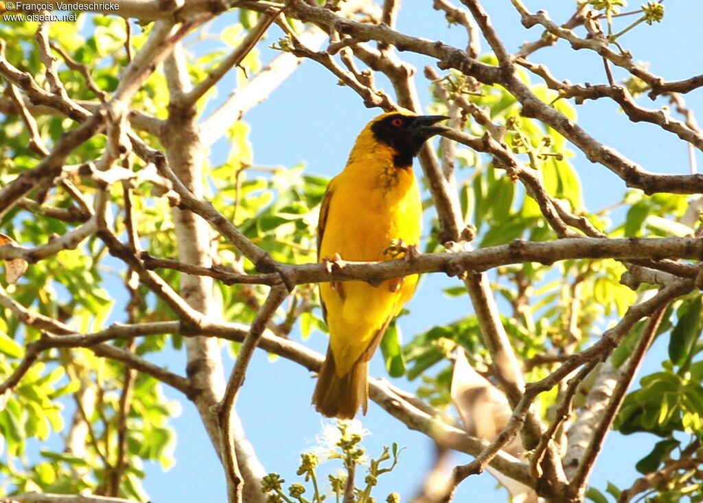 Village Weaver male