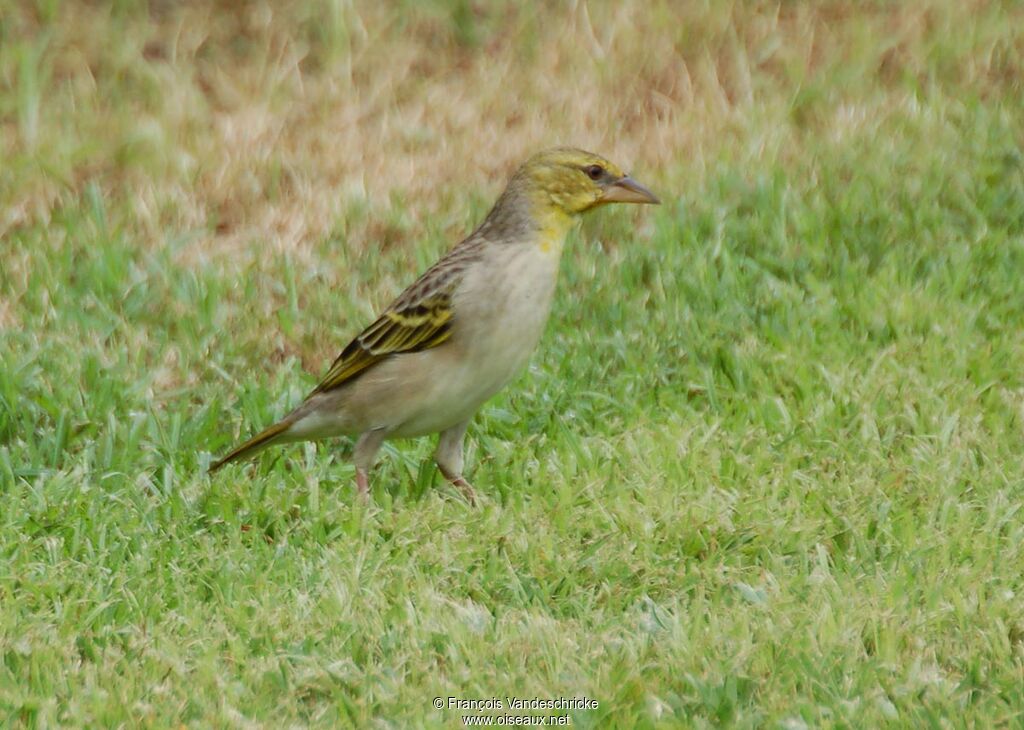 Village Weaver female