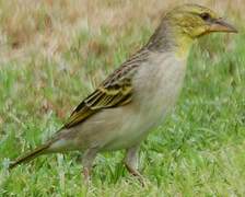 Tisserin gendarme