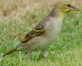 Tisserin gendarme