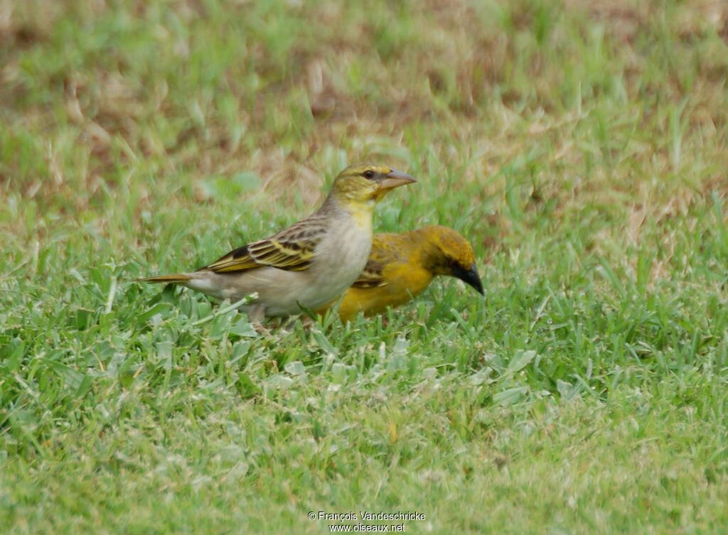 Tisserin gendarme 