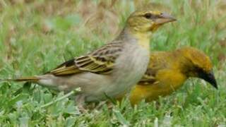 Village Weaver