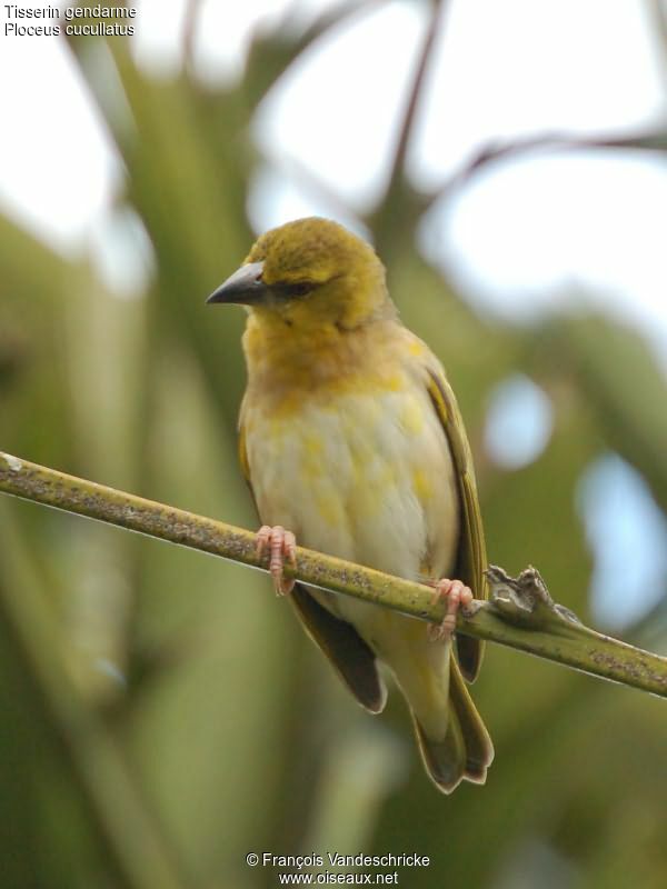 Village Weaver female