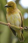 Village Weaver