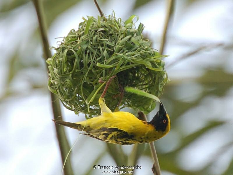 Village Weaver male