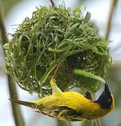 Village Weaver