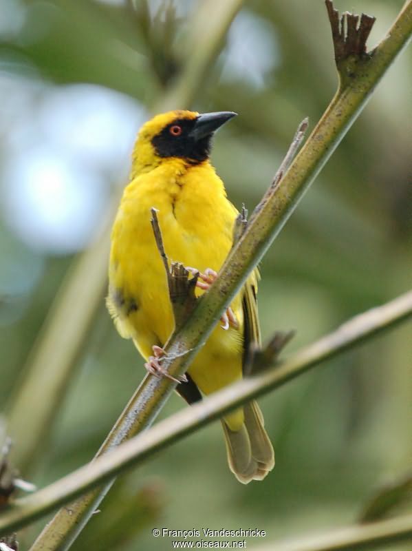 Village Weaver male