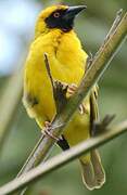 Village Weaver