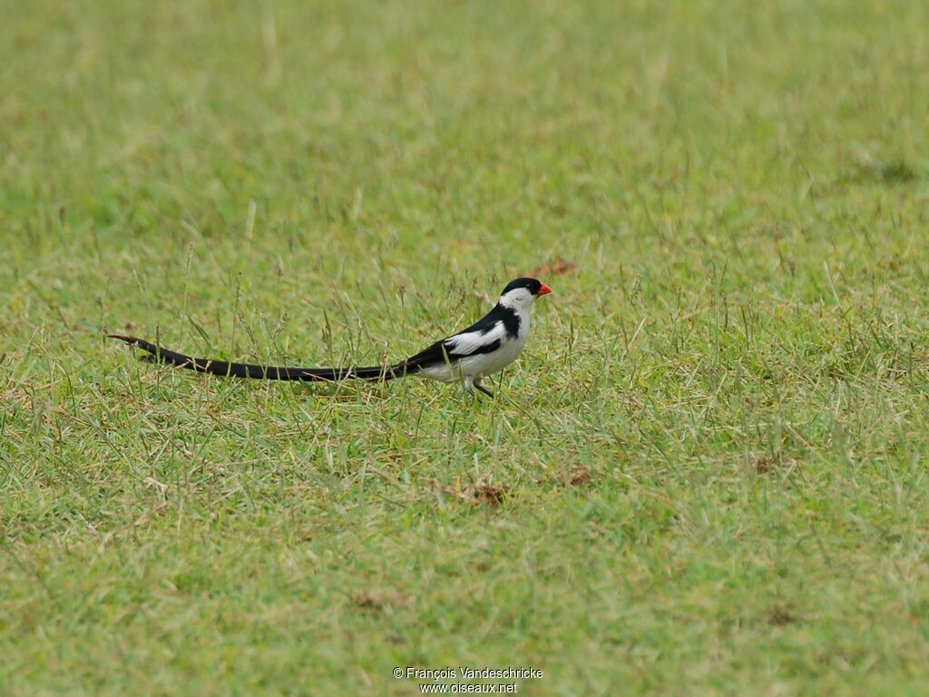 Pin-tailed Whydah male