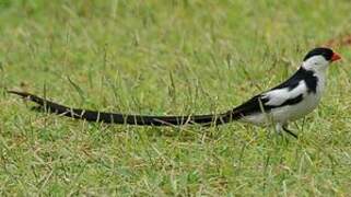 Pin-tailed Whydah