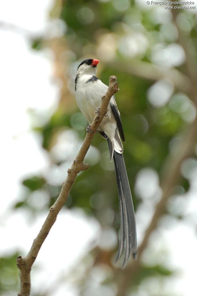 Pin-tailed Whydah male