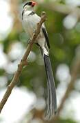 Pin-tailed Whydah