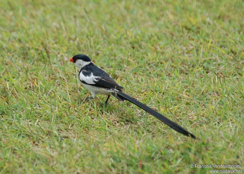 Pin-tailed Whydah male