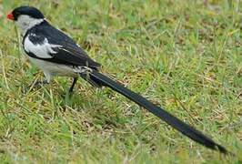 Pin-tailed Whydah