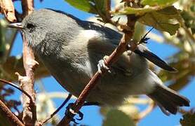 Reunion Grey White-eye