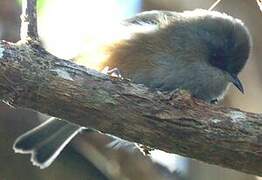 Reunion Grey White-eye