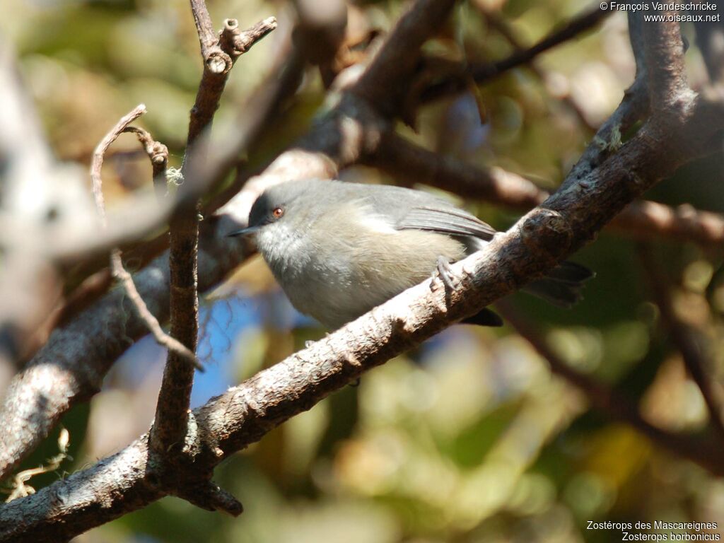 Reunion Grey White-eye