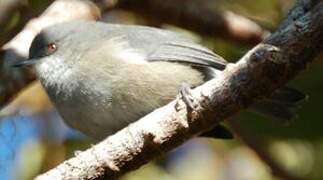 Reunion Grey White-eye