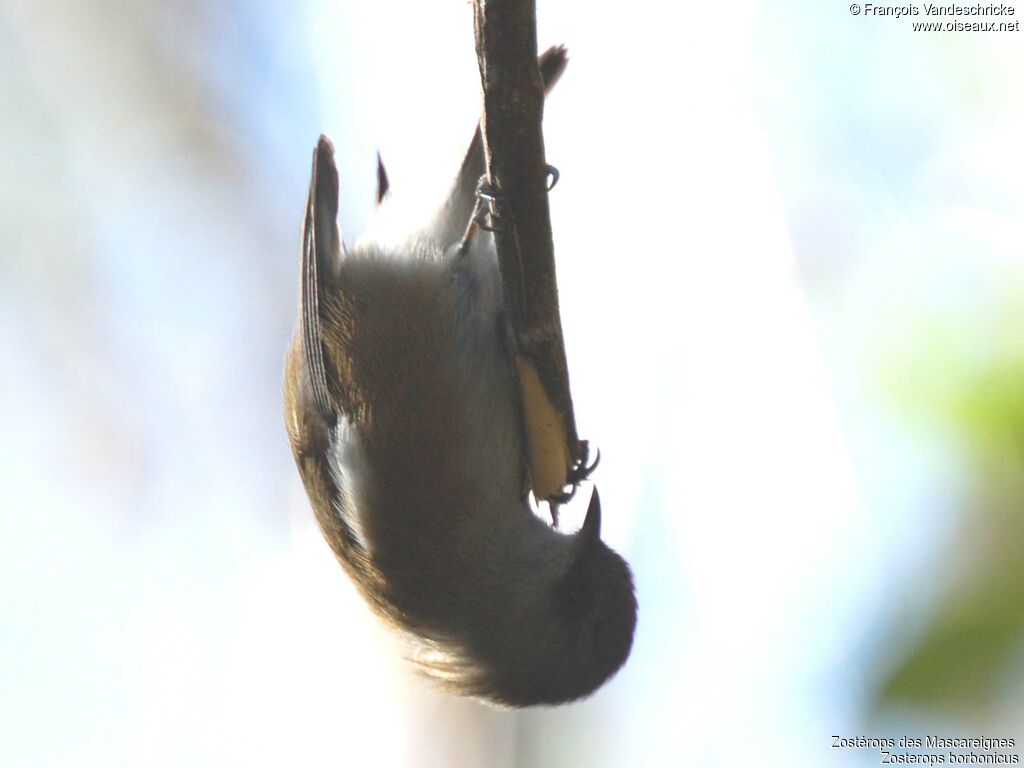 Reunion Grey White-eye