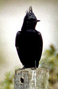 Crested Black Tyrant