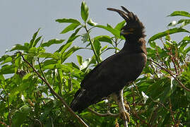 Long-crested Eagle