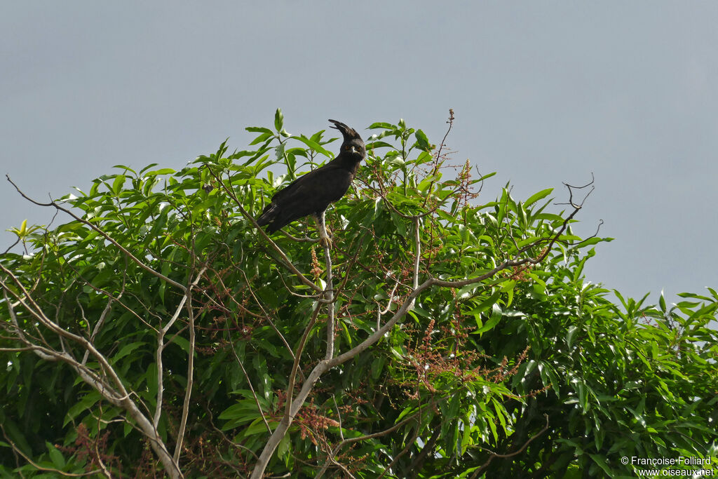 Long-crested Eagle