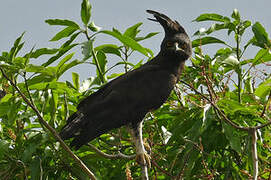 Long-crested Eagle