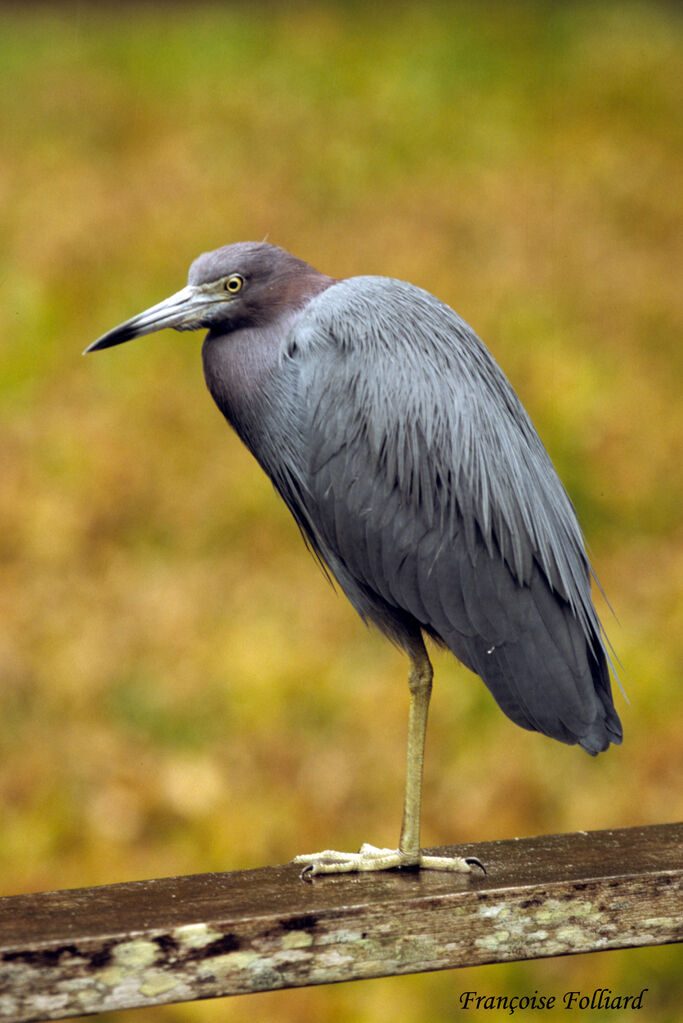 Aigrette bleueadulte, identification