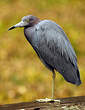 Aigrette bleue