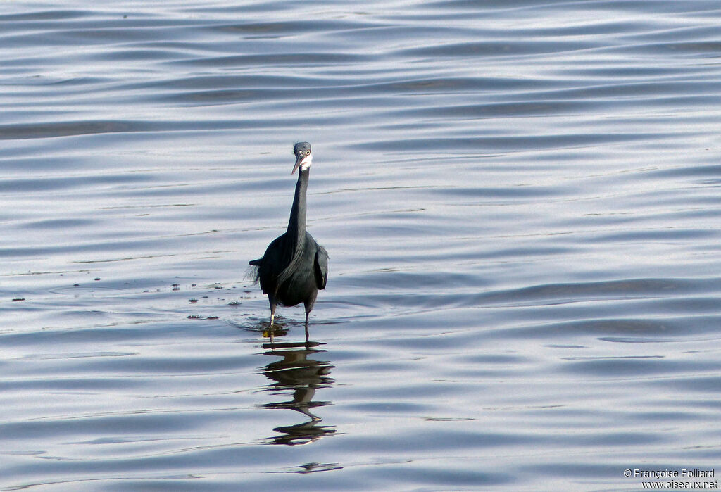 Western Reef Heron, identification