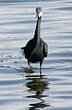 Aigrette des récifs