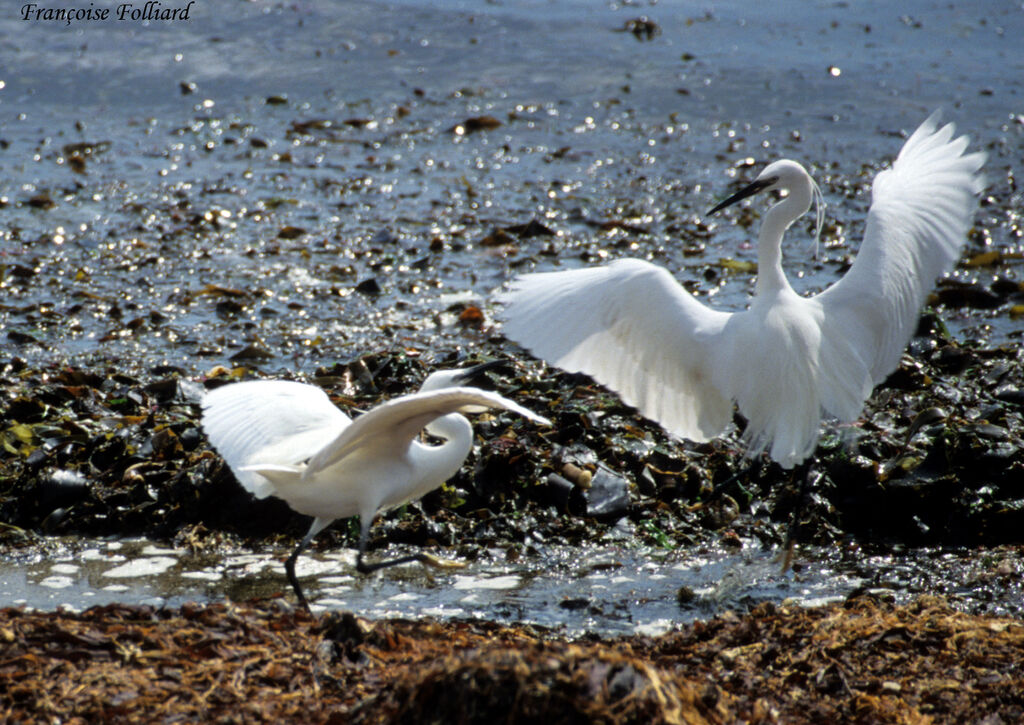 Aigrette garzette , identification, Comportement