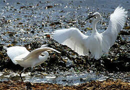 Little Egret